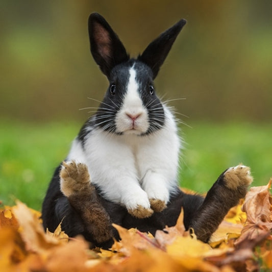 兔兔系列 - B