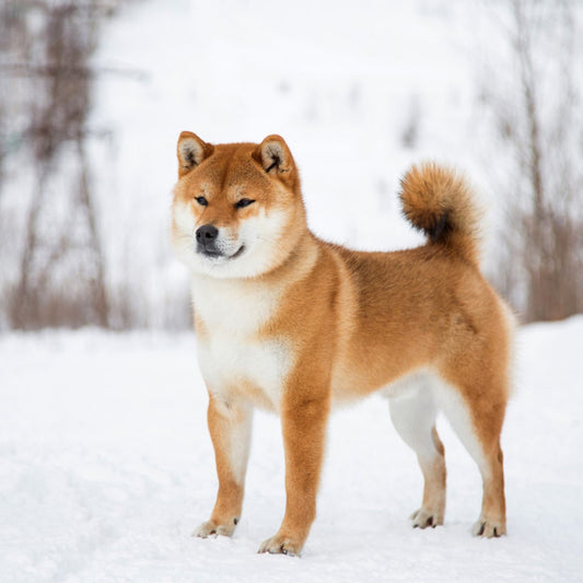 柴犬系列 - C