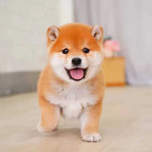 柴犬系列 - B