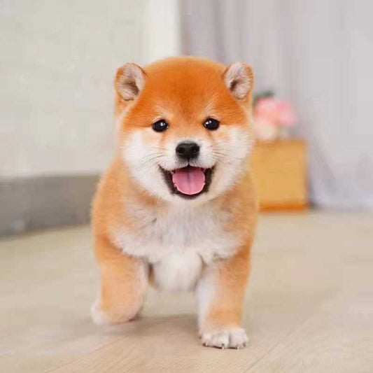 柴犬系列 - B