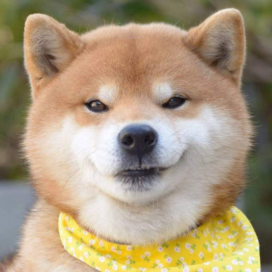 柴犬系列 - A
